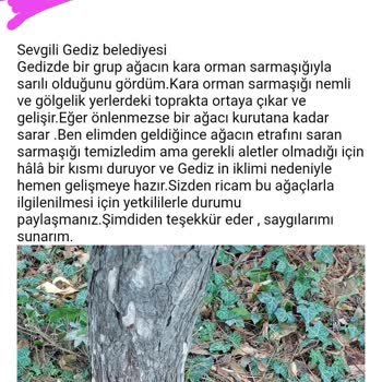Gediz Belediyesi'ne Acil Müdahale Çağrısı: Ağaçları Tehdit Eden Sarmaşık Sorunu