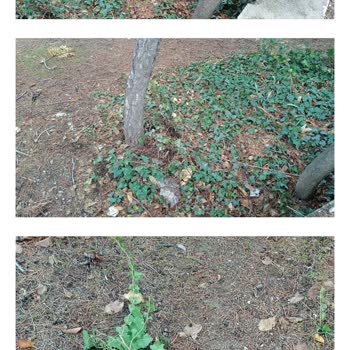 Gediz Belediyesi'ne Acil Müdahale Çağrısı: Ağaçları Tehdit Eden Sarmaşık Sorunu