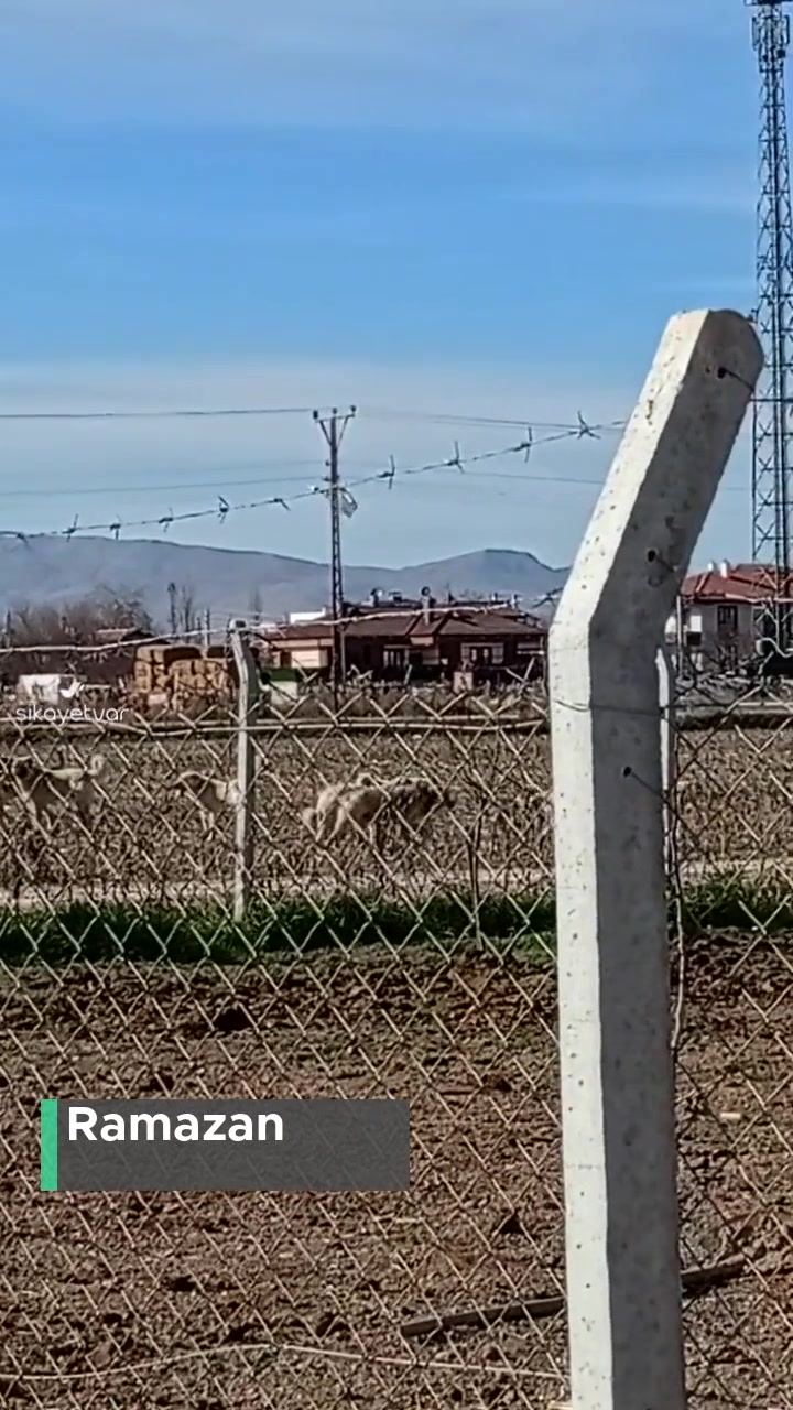 Konya Büyükşehir Belediyesi Saldıran Sokak Köpekleri videonun kapak resmi