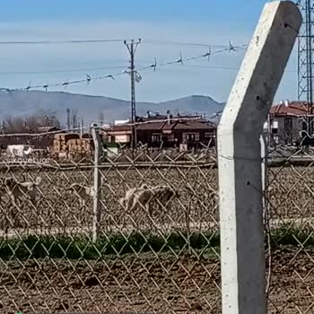 Konya Büyükşehir Belediyesi Saldıran Sokak Köpekleri