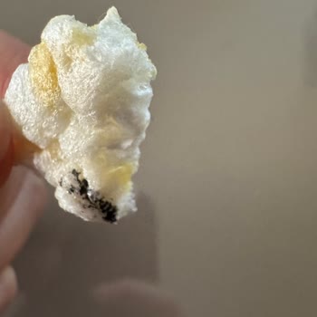 Mısır Patlağında Arı Ölüsü Şoku!