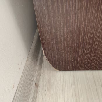 Arzum Nakliyat İle Taşınma Kabusu: Kayıp Eşyalar Ve Sigorta Sorunu