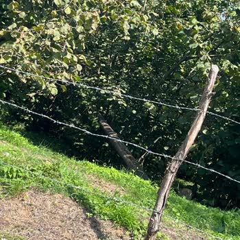 Fındık Bahçeme İzinsiz Elektrik Direği Dikildi