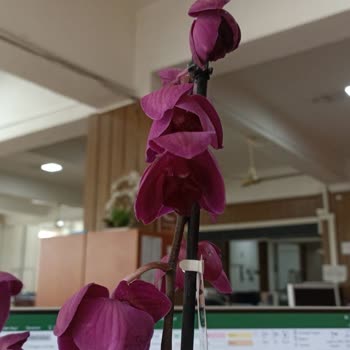 Çiçek Sepeti'nde Yanıltıcı Sipariş Ve İlgisiz Müşteri Hizmetleri