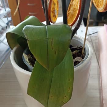 Çiçek Sepeti'nde Yanıltıcı Sipariş Ve İlgisiz Müşteri Hizmetleri