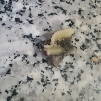 Piyale Makarna İçinde Küflü Bir Madde!