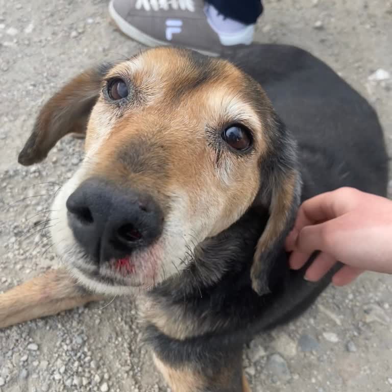 Alo 153 Hayvan Ambulansı Acil Durumda Yetersiz Müdahale