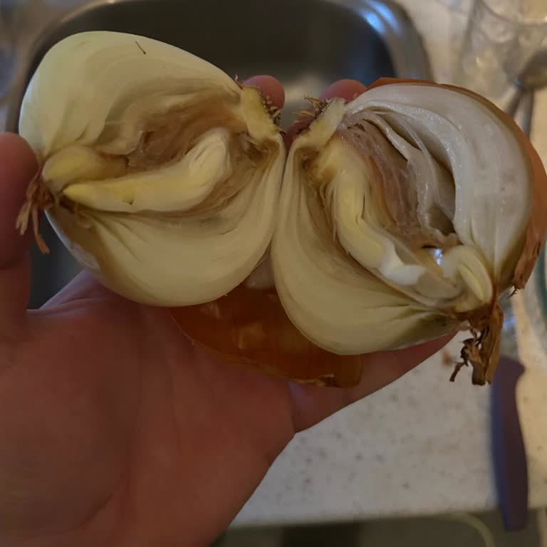 Çürük Soğanlar Ve Zehir Gibi Koku