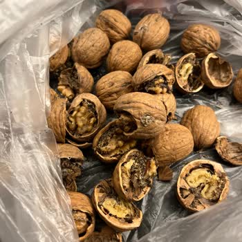 Aldığım Cevizlerin Kalitesi Beklentimi Karşılamadı