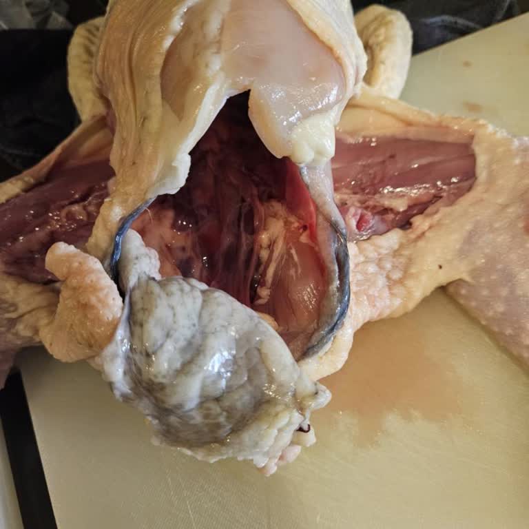 Bozuk Tavuk İadesinde Yaşanan Zorluklar