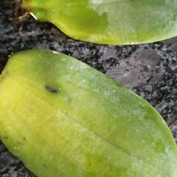 Özensiz Orkide Teslimatıyla Mahcubiyet Yaşadım