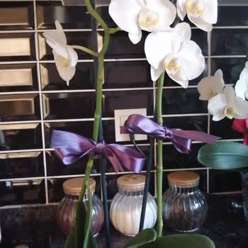 Özensiz Orkide Teslimatıyla Mahcubiyet Yaşadım