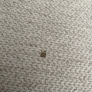 Kusurlu Koltuk Teslimatı Ve Mağaza Sorumluluğu