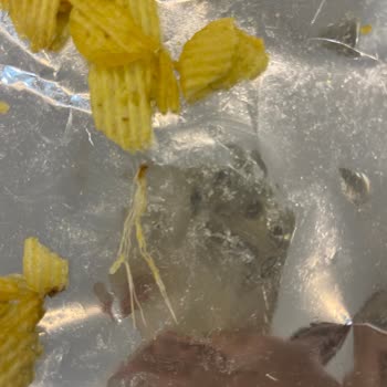 Ruffles Cipsinde Beklenmedik Koku Ve Tat Sorunu