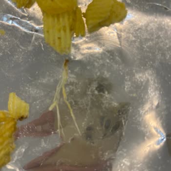 Ruffles Cipsinde Beklenmedik Koku Ve Tat Sorunu