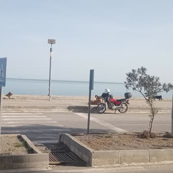 Kastamonu Belediyesi Başıboş Köpek Sorunu Ve Belediye İhmali