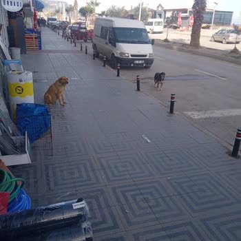 Kastamonu Belediyesi Başıboş Köpek Sorunu Ve Belediye İhmali