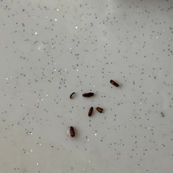 Organik Yulaf Ezmesinde Böcek Sorunu