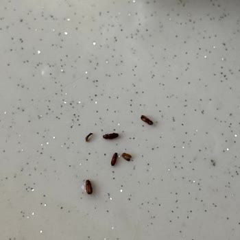 Organik Yulaf Ezmesinde Böcek Sorunu