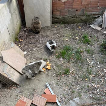 Hijyen Sorunu: Dönerde Tavuk Tüyü Ve Kılı