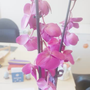 Çiçek Sepeti'nde Sipariş Sorunları Ve İade Zorlukları