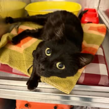 Veteriner Kliniğinde Hayal Kırıklığı