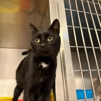 Veteriner Kliniğinde Hayal Kırıklığı