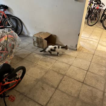 Mavişehir Soyak'ta Kontrolsüz Kedi Artışı Ve Hijyen Sorunu