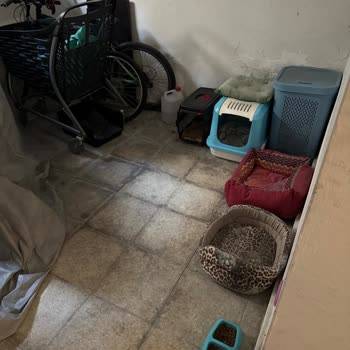 Mavişehir Soyak'ta Kontrolsüz Kedi Artışı Ve Hijyen Sorunu
