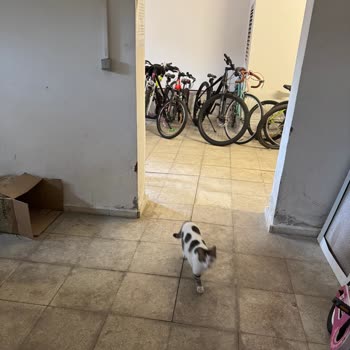 Mavişehir Soyak'ta Kontrolsüz Kedi Artışı Ve Hijyen Sorunu