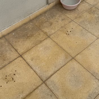 Mavişehir Soyak'ta Kontrolsüz Kedi Artışı Ve Hijyen Sorunu