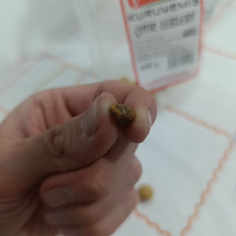 Çıtır Leblebi İçinden Taş Çıkması