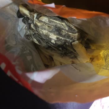 Küflenmiş Patateslerle Karşılaşma Şoku