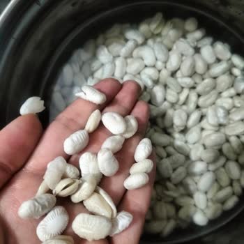 Hayal Kırıklığı Yaratan Hasata Kuru Fasulye Deneyimi