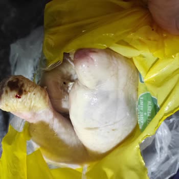 Bozuk Tavuk Ve İlgisiz Müşteri Hizmeti