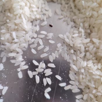 Böcekli Pirinç Ve İade Sorunu