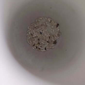 Böcekli Pirinç Ve İade Sorunu