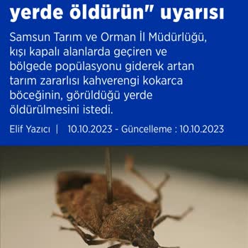 Kadıköy Belediyesi'nin İhmali: Budanmayan Ağaç Ve Böcek Sorunu