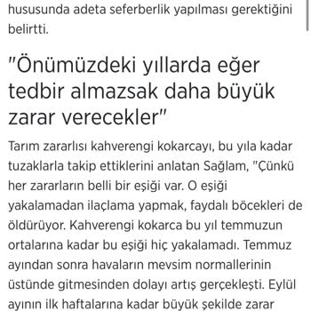 Kadıköy Belediyesi'nin İhmali: Budanmayan Ağaç Ve Böcek Sorunu