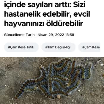Kadıköy Belediyesi'nin İhmali: Budanmayan Ağaç Ve Böcek Sorunu