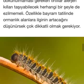 Kadıköy Belediyesi'nin İhmali: Budanmayan Ağaç Ve Böcek Sorunu