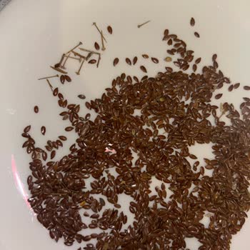Yayla Bakliyat Keten Tohumunda İğne Gibi Çöpler