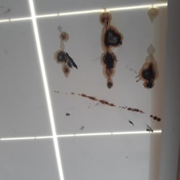 Tera Fotovoltaik Enerji Güneş Paneli Kullanılamaz Durumda!