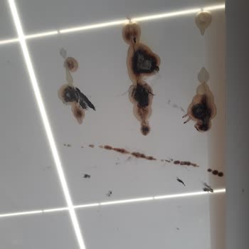 Tera Fotovoltaik Enerji Güneş Paneli Kullanılamaz Durumda!