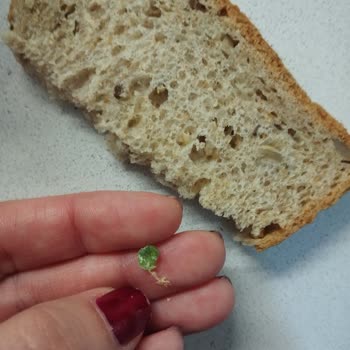 Uno Ekmek'te Cam Parçası Tehlikesi