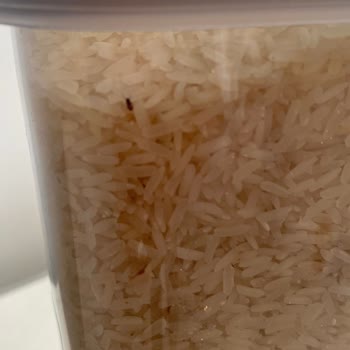 Pirincin Böceklenmesi Ve Denetim Eksikliği