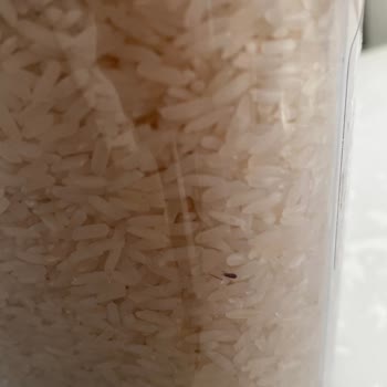 Pirincin Böceklenmesi Ve Denetim Eksikliği