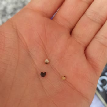 Şok Market'ten Aldığım Pirinçte Yabancı Madde Sorunu