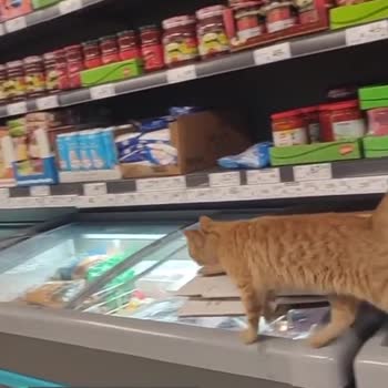 A101 Mağazada Sokak Kedisi