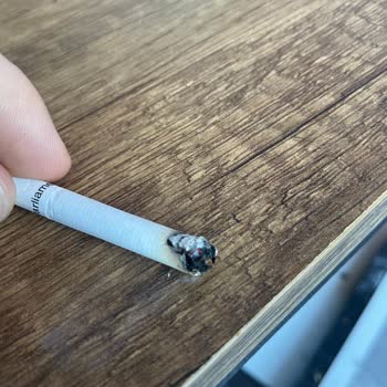 Parliament Midnight Paketlerinde Sürekli Odun Parçaları Çıkıyor